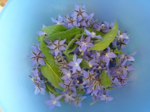 Borago officinalis